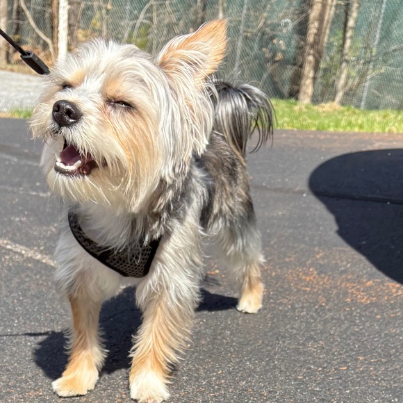 Meet your Posher, Amanda - Picture 1 of 1